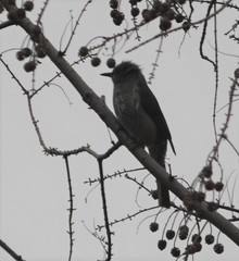 Hypsipetes amaurotis