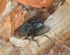 Calliphora latifrons