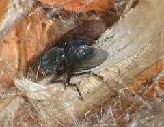 Calliphora latifrons