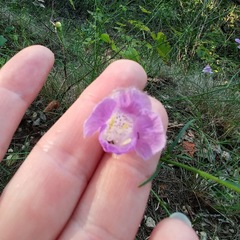 Agalinis edwardsiana