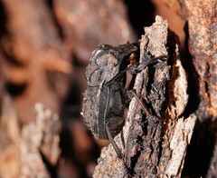 Aulacopris reichei