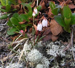 Cassiope lycopodioides