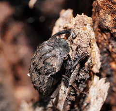 Aulacopris reichei