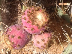 Opuntia lagunae