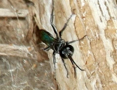 Liris argentatus