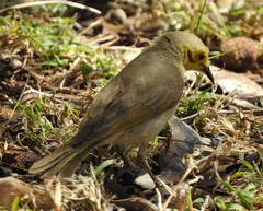 Ptilotula flavescens