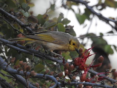 Ptilotula flavescens