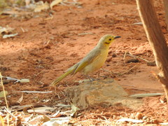 Ptilotula flavescens