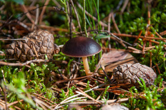 Gymnopus ocior