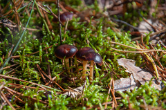 Gymnopus ocior