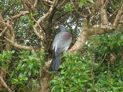 Hemiphaga chathamensis