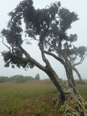 Dracophyllum arboreum
