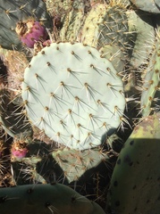 Opuntia lagunae