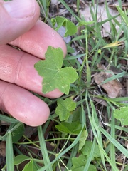 Hydrocotyle acutiloba