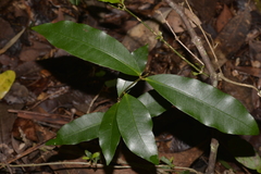 Melodinus australis