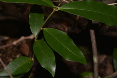 Melodinus australis