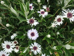 Macrolearia chathamica