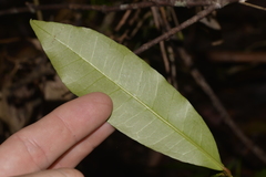 Melodinus australis