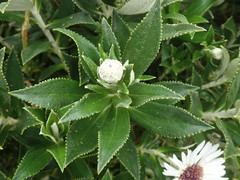 Macrolearia chathamica