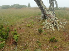 Dracophyllum arboreum