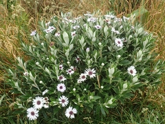 Macrolearia chathamica