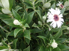 Macrolearia chathamica