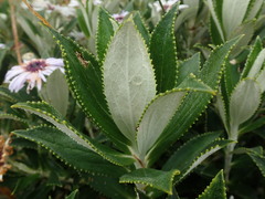 Macrolearia chathamica