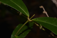 Melodinus australis