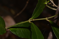 Melodinus australis