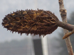 Magnolia obovata