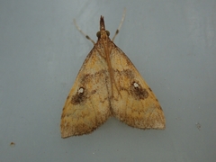 Udea pantheropa