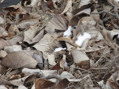 Magnolia obovata