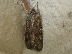 Ichneutica bromias