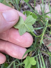 Hydrocotyle acutiloba