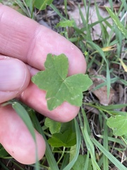 Hydrocotyle acutiloba