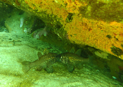 Vincentia conspersa