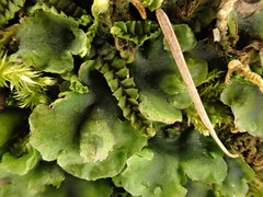 Mesoptychia bantriensis