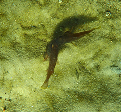 Vincentia conspersa