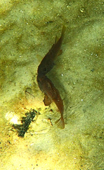 Vincentia conspersa