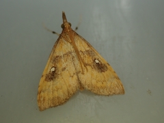 Udea pantheropa