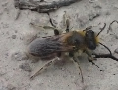 Leioproctus fulvescens