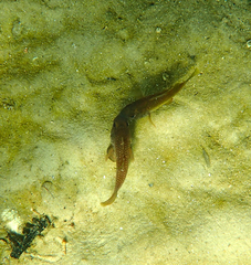 Vincentia conspersa