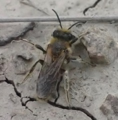 Leioproctus fulvescens