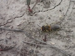 Leioproctus fulvescens