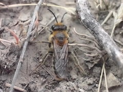 Leioproctus fulvescens