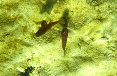 Vincentia conspersa