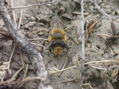 Leioproctus fulvescens