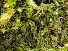 Mesoptychia bantriensis