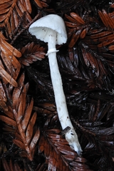 Lepiota sequoiarum