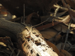Amphibolurinae